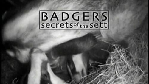 Badgers - Secrets of the Sett