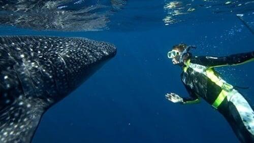 Whale Shark