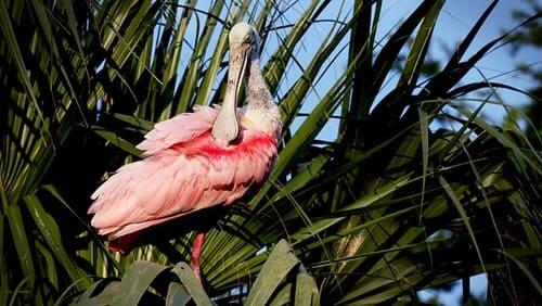 Florida: America's Animal Paradise