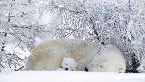 Polar Bears & Grizzlies: Bears on Top of the World