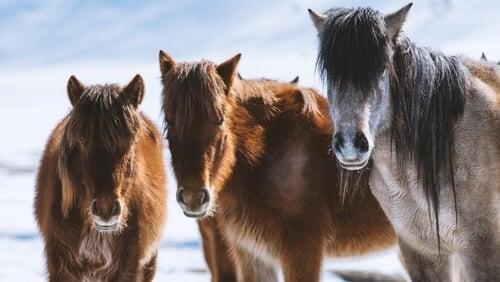 Nature's Equus: Story Of The Horse - Chasing The Wind