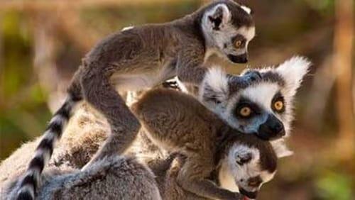 Madagascar - Land of Lemurs