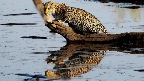 Africa's Fishing Leopards