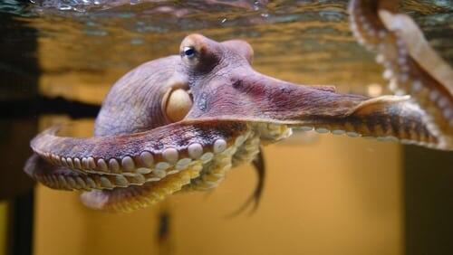 Octopus: Making Contact