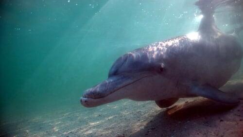 The Dolphins of Shark Bay