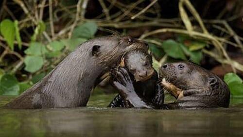 Giant Otters of the Amazon