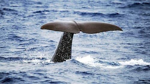 Sperm Whales: Back from the Abyss