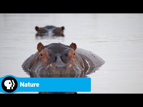 Official Preview | Hippos: Africa's River Giants | NATURE | PBS