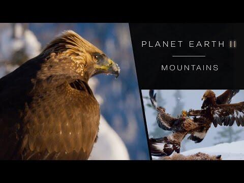 Golden eagle fight - Planet Earth II: Mountains Preview - BBC One