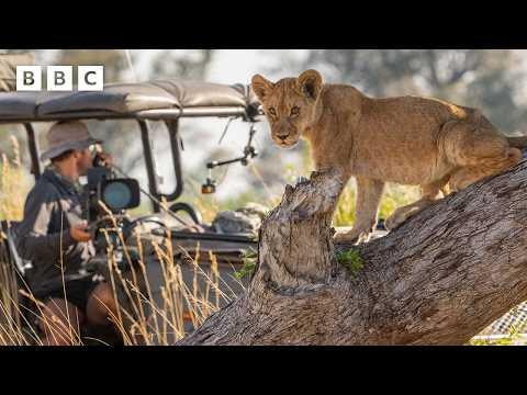 Behind the scenes with the Big Cats 24/7 film crew