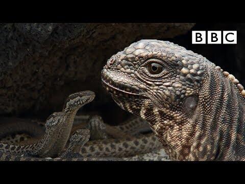 Iguana chased by snakes - Planet Earth II: Islands - BBC One