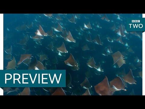 Orca hunt for mobula rays - Wild West: America's Great Frontier: Episode 3 Preview - BBC Two