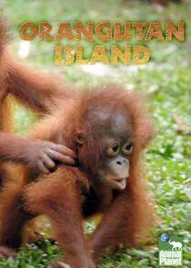 Orangutan Island