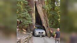 Seatbelt Ticket Tantrum Seatbelt Ticket Tantrum