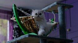 Waffle's Day Out Waffle's Day Out