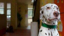 Waffle and the Good Dog Waffle and the Good Dog