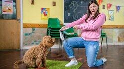 Training Waffle Training Waffle