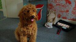 Waffle and George Waffle and George