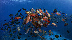 Shark City Of Palau