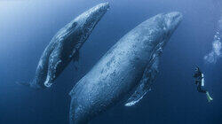 Humpbacks After Dark