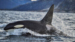 Killer Whales Of Norway