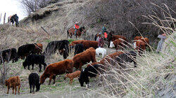 Cattle Drive