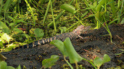 Hungry, Hungry Gators