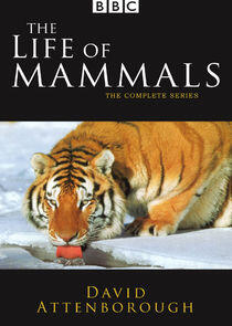 The Life of Mammals