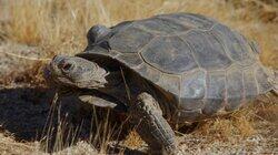 Desert-Dwelling Tortoises