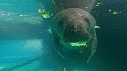 Sea Creatures of the Florida Coast