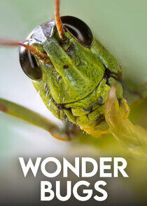 Wonder Bugs