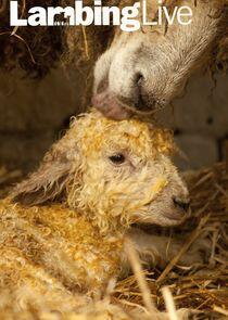 Lambing Live