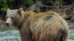 A Baby Grizzly's Story