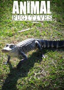 Animal Fugitives - Season 1