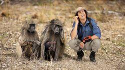 Chacma Baboons