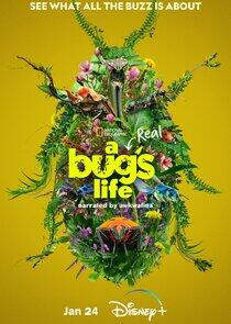 A Real Bug's Life - Season 1