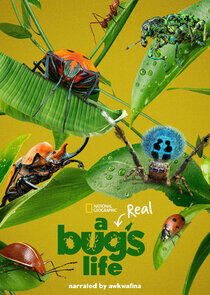 A Real Bug's Life