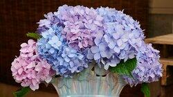 Hooray for Hydrangeas