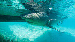 The Sharp End of a Bull Shark