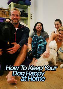 How to Keep Your Dog Happy at Home