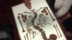 Richard III Revealed