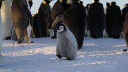 Heart of the Emperors Heart of the Emperors