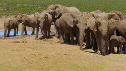 Addo Elephant National Park