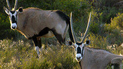 Karoo National Park