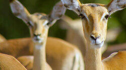 Springbok & Impala: Life in the Herd