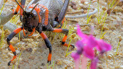 Namaqualand: The Desert Bloom