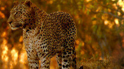 Marula Tree