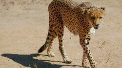 Kgalagadi Transfrontier Park