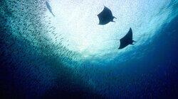 Indonesia: The Secret Life of Manta Rays