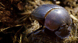 Dung Beetle: Nature's Recycler